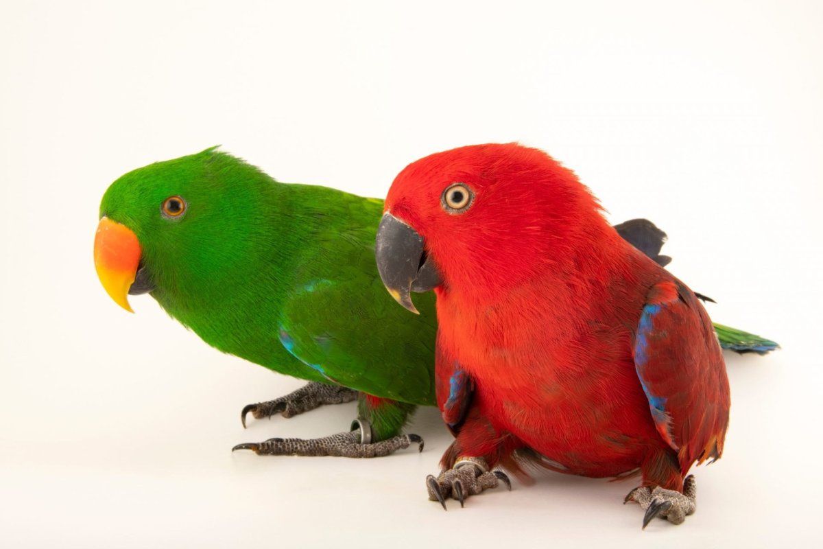 Эклектус попугай