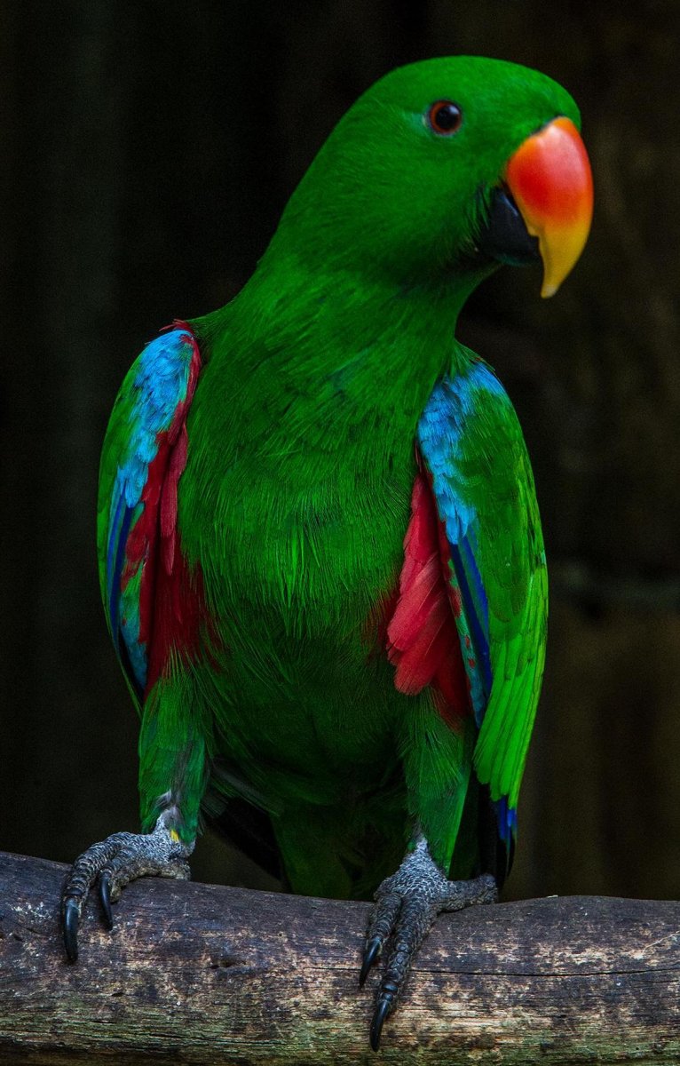 Эклектус попугай