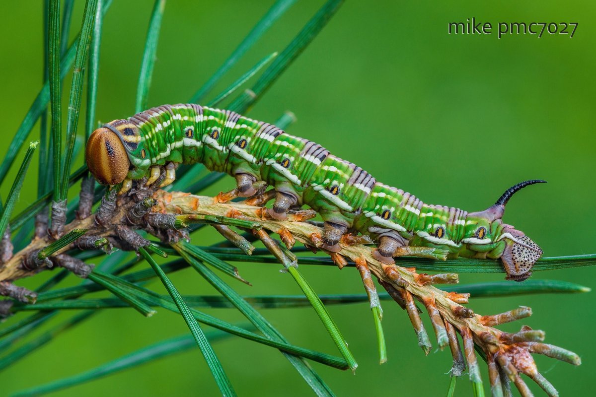 Сосновый Бражник гусеница бабочка