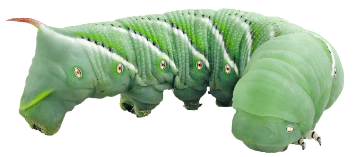 Амурский Бражник гусеница