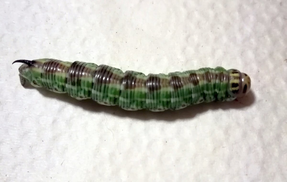 Sphinx pinastri гусеница