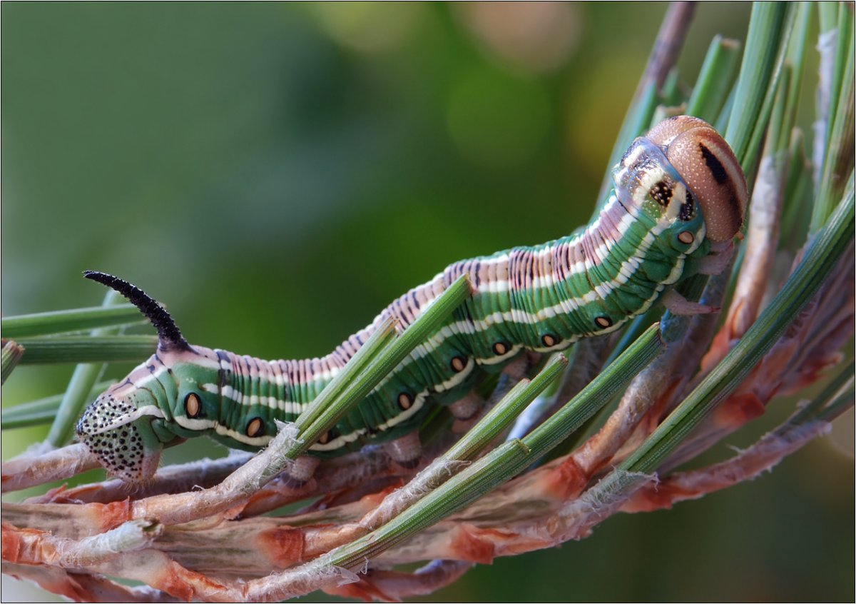 Сосновый Бражник гусеница бабочка