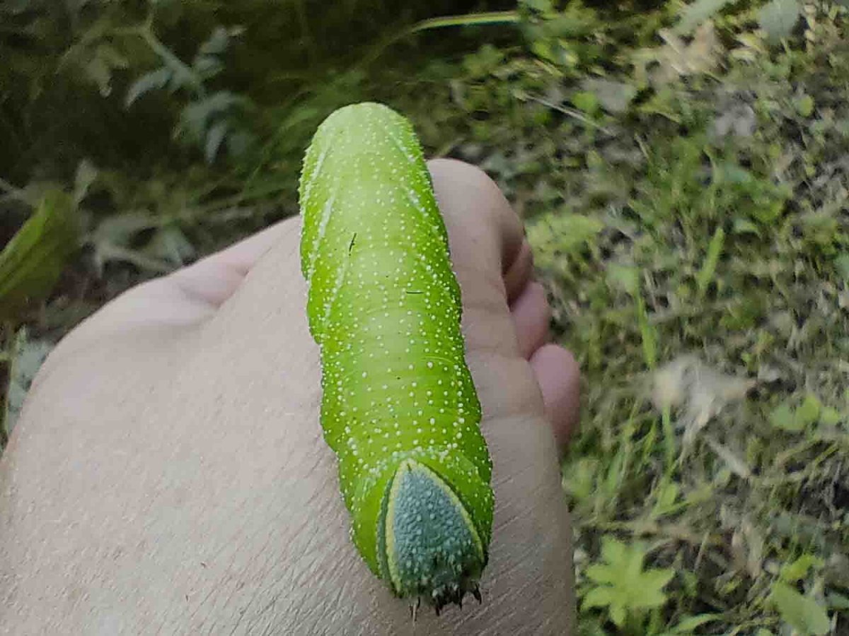 Табачный Бражник гусеница