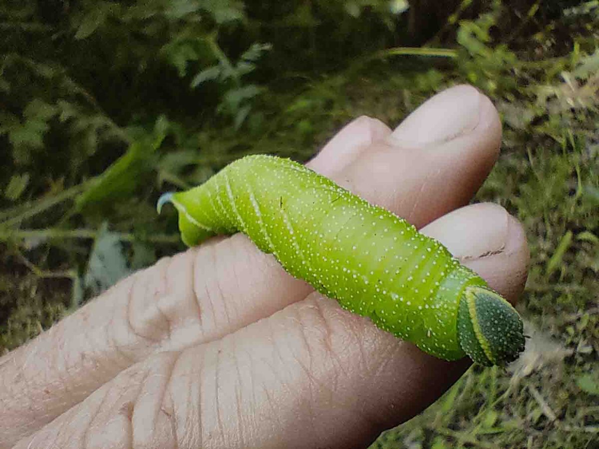 Табачный Бражник гусеница