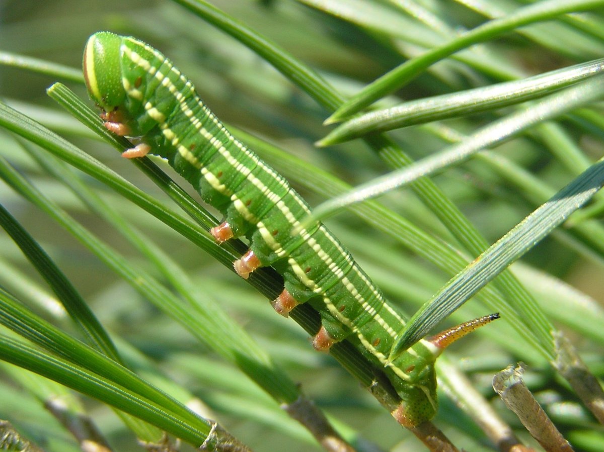 Сосновый Бражник гусеница Сосновый
