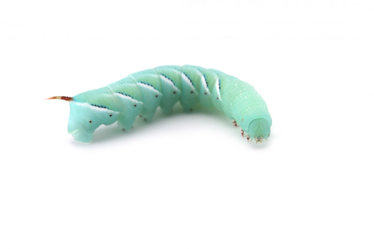 Caterpillar Larvae