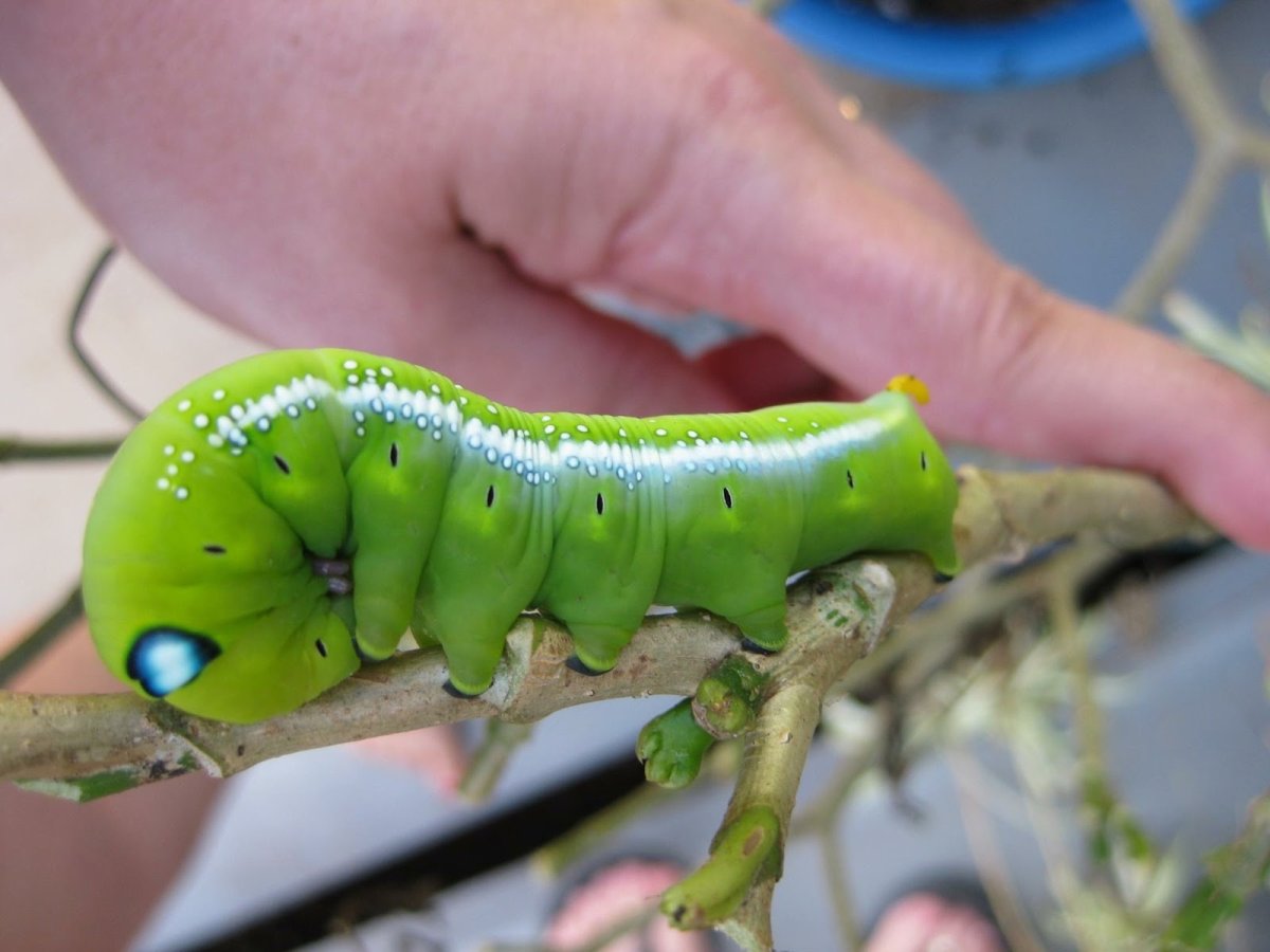 Сосновый пилильщик гусеница