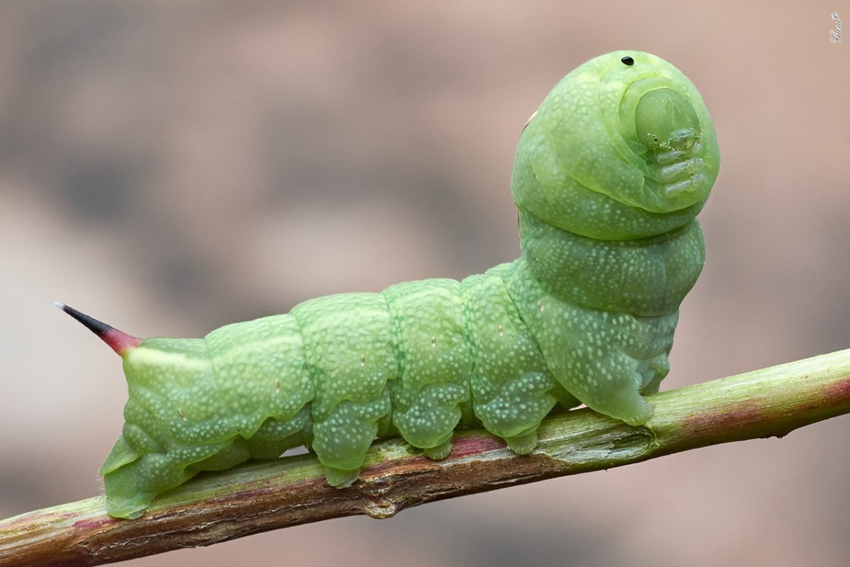 Бражник подмаренниковый гусеница