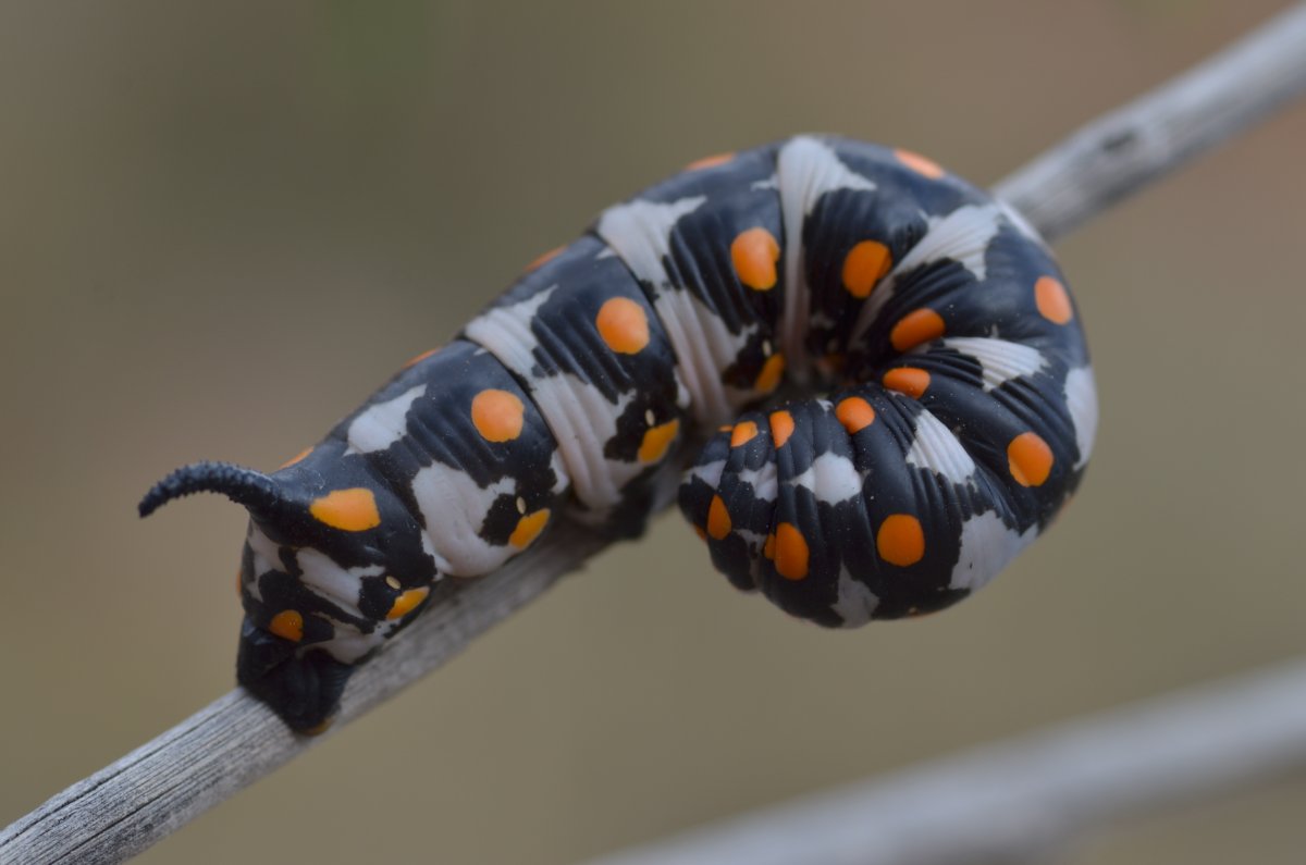 Papilio Troilus гусеница бабочка