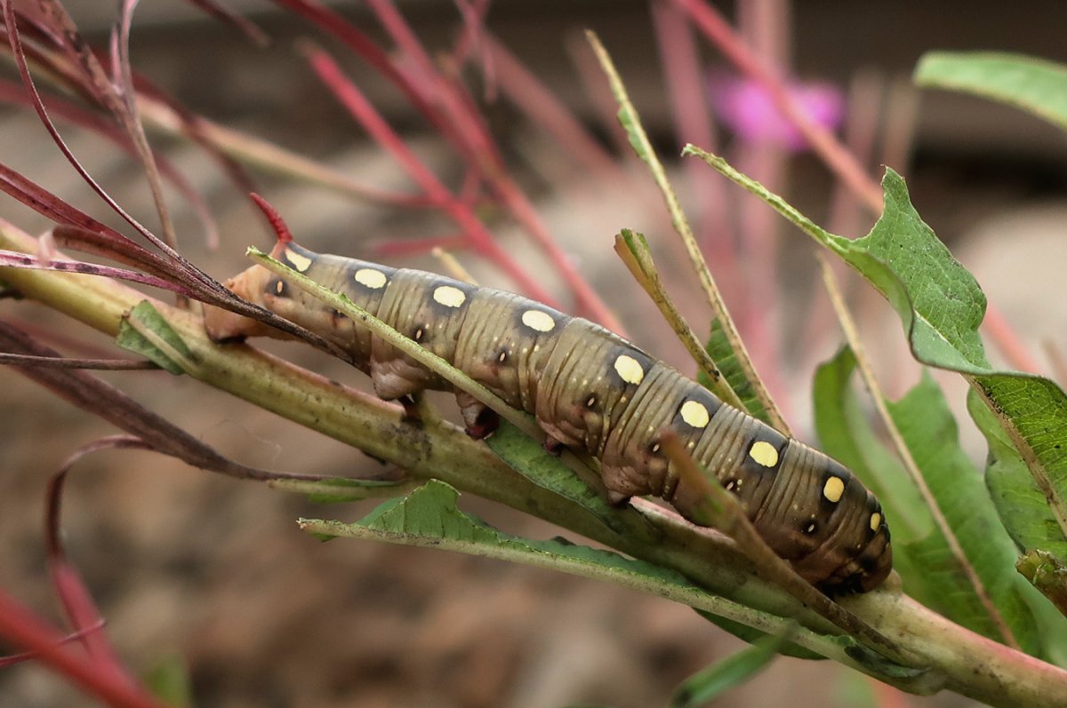 Бражник жимолостный гусеница