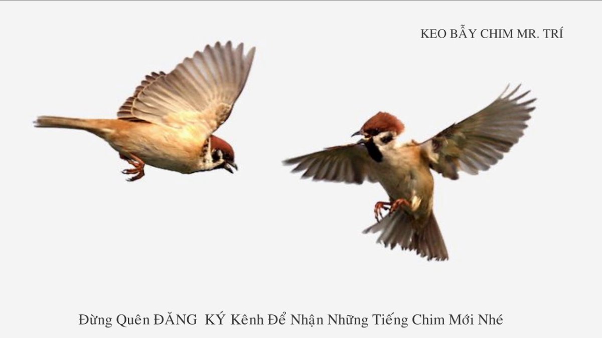 Смешной Воробей