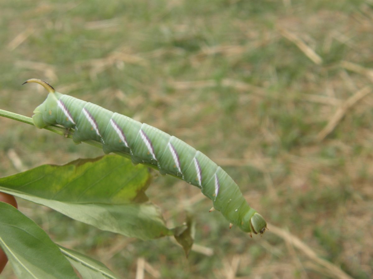 Гусеница змея винный Бражник