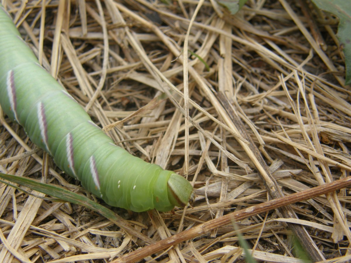 Hawk Moth Caterpillar гусеница