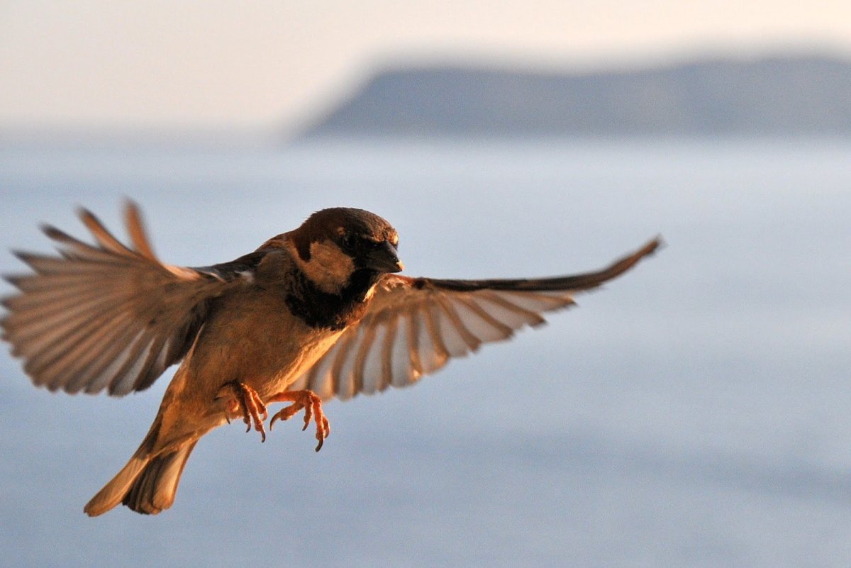 Воробей в полете