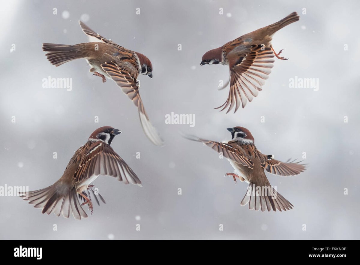 Стайка Воробьев летит