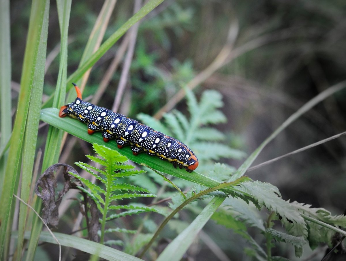 Гусеница медведицы Гикори