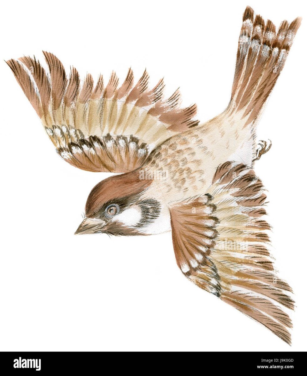 Воробьи летят на белом фоне