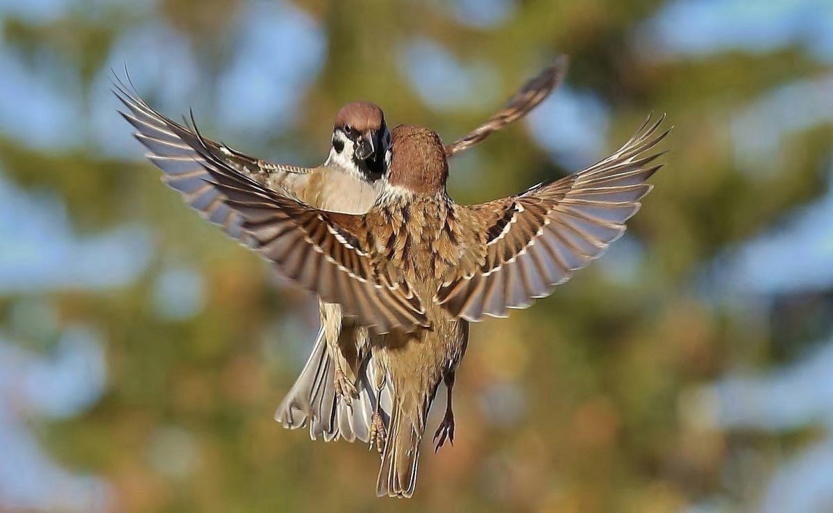 Воробей улетает