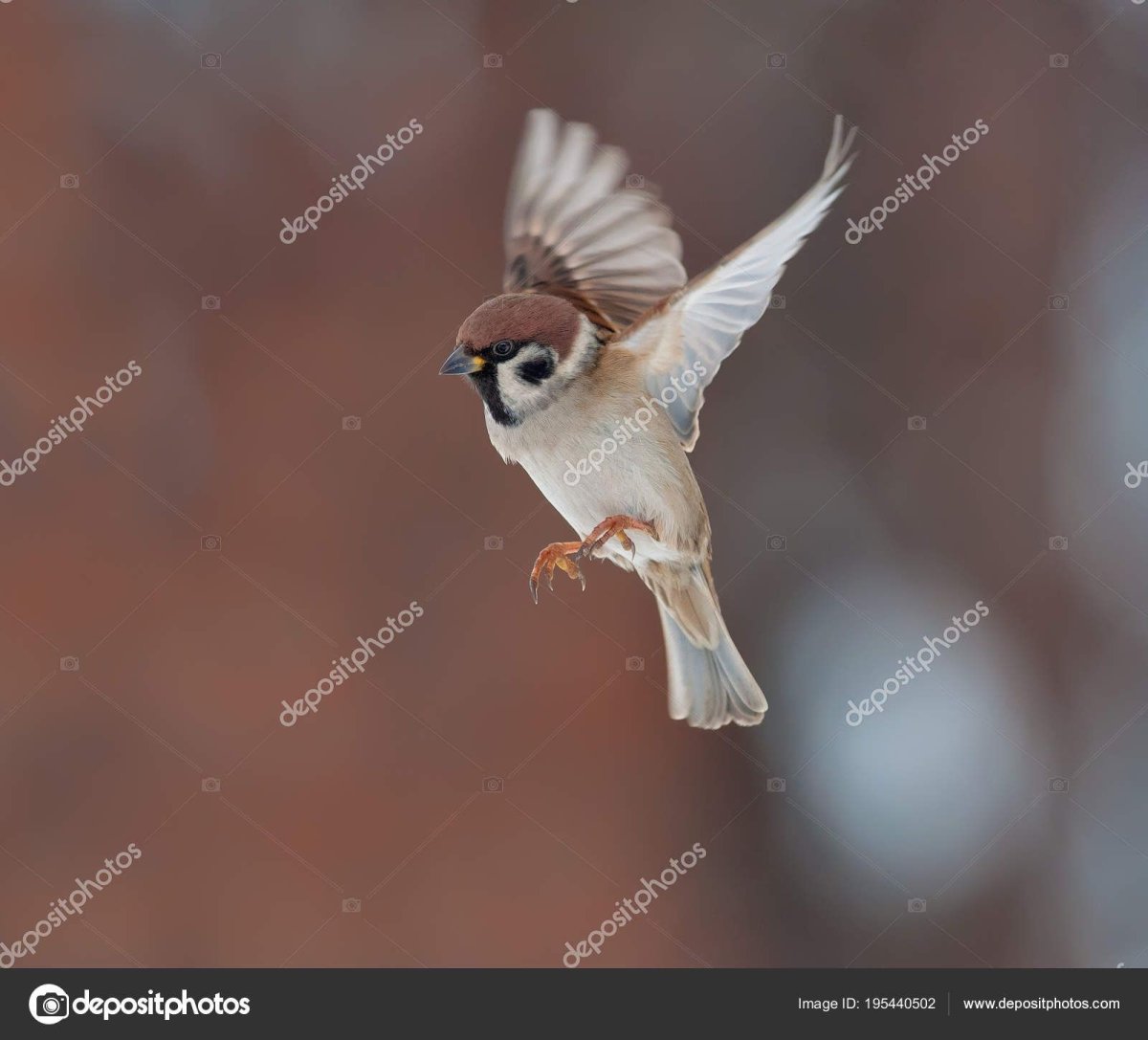 Воробьи в полёте зимой