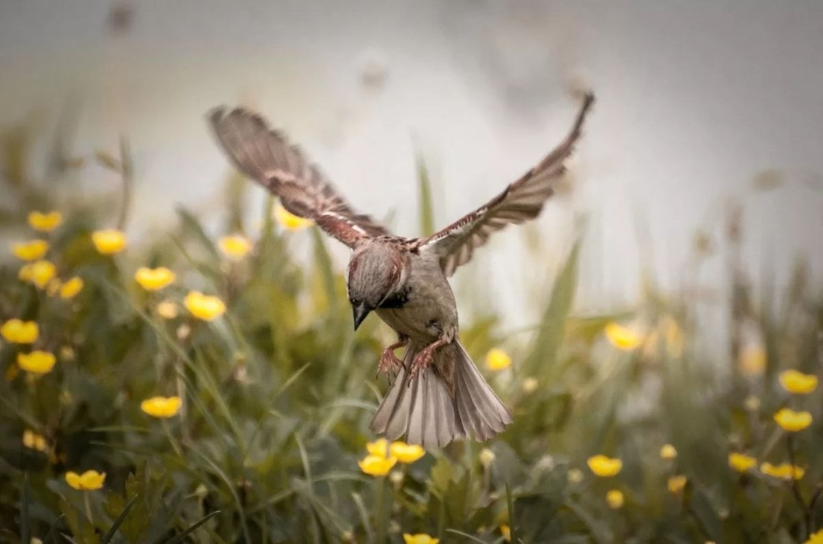 Анастасия Беседина художник акварель птицы иллюстрации