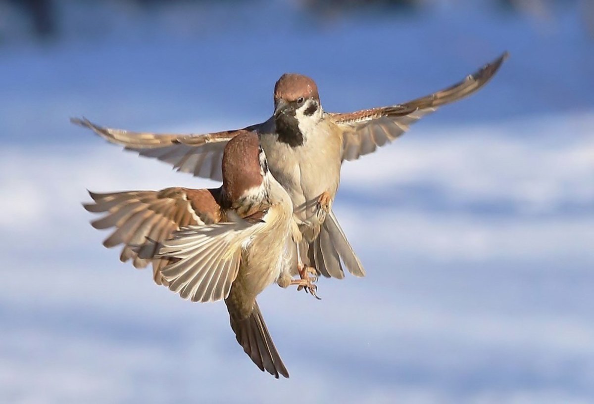 Птицы дерутся