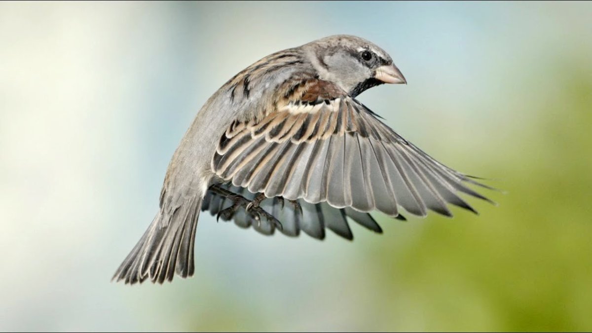 Полевой Воробей в полете