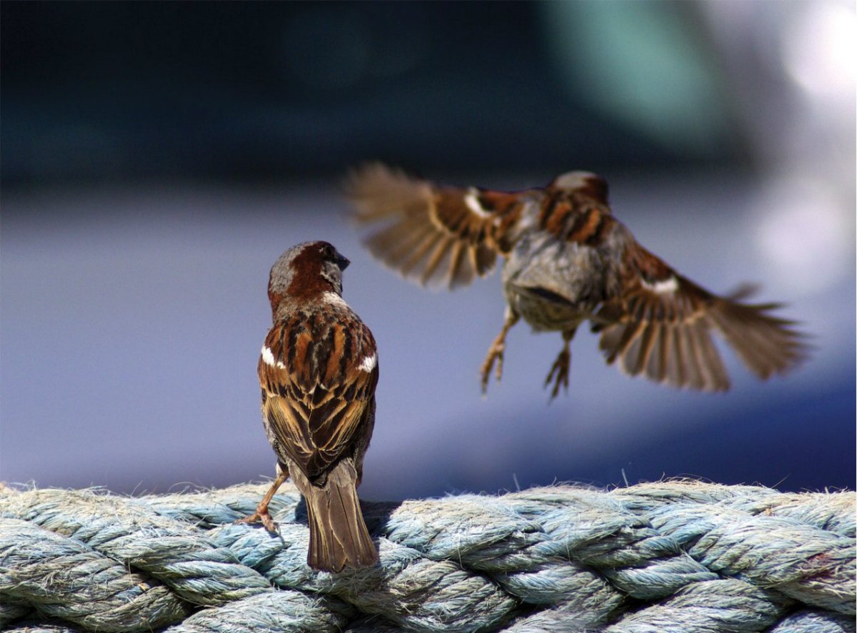 Пуночка в полете