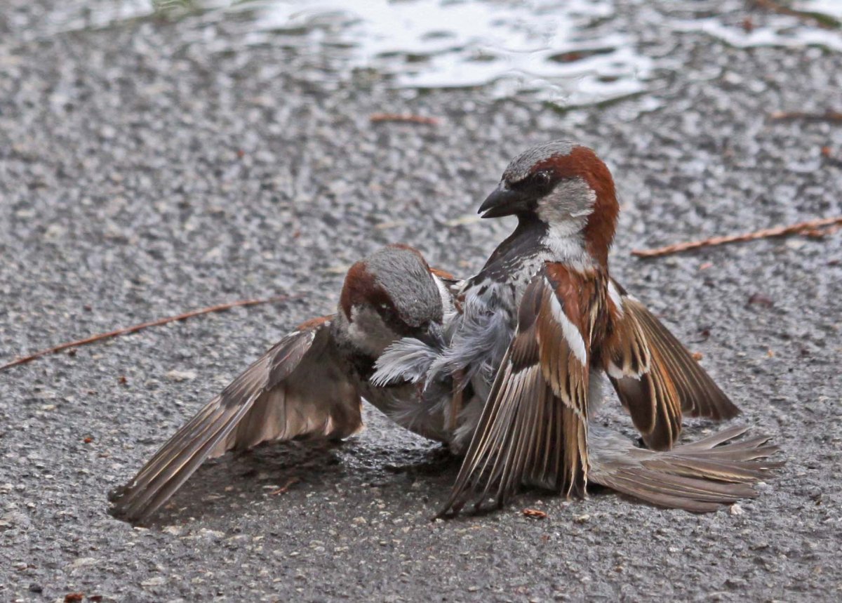 Воробей летает в небе