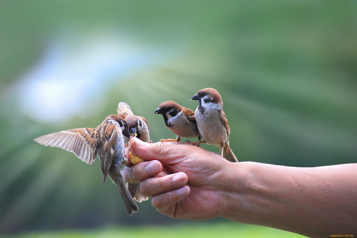 Птичка на ладони