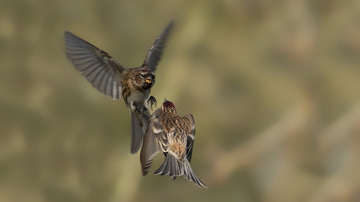 Воробей в траве