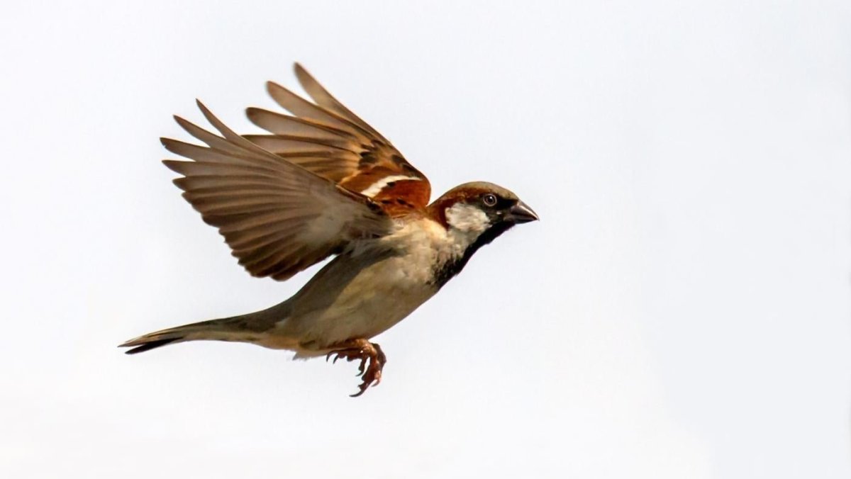 Воробей в полете