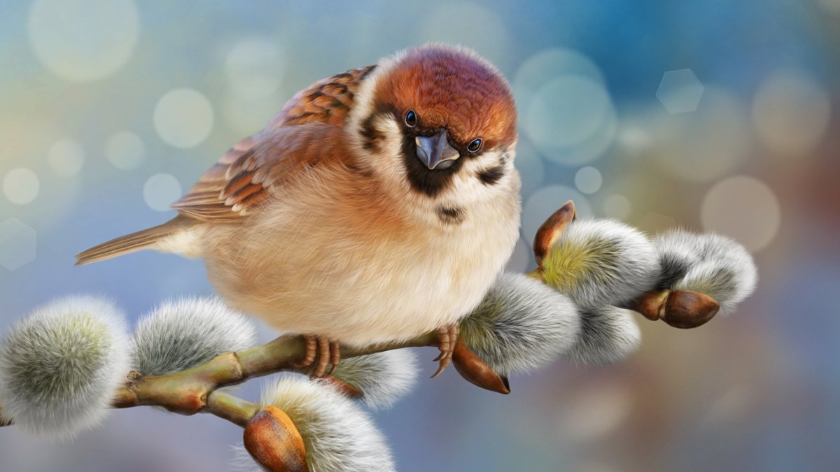 Экзотические воробьи