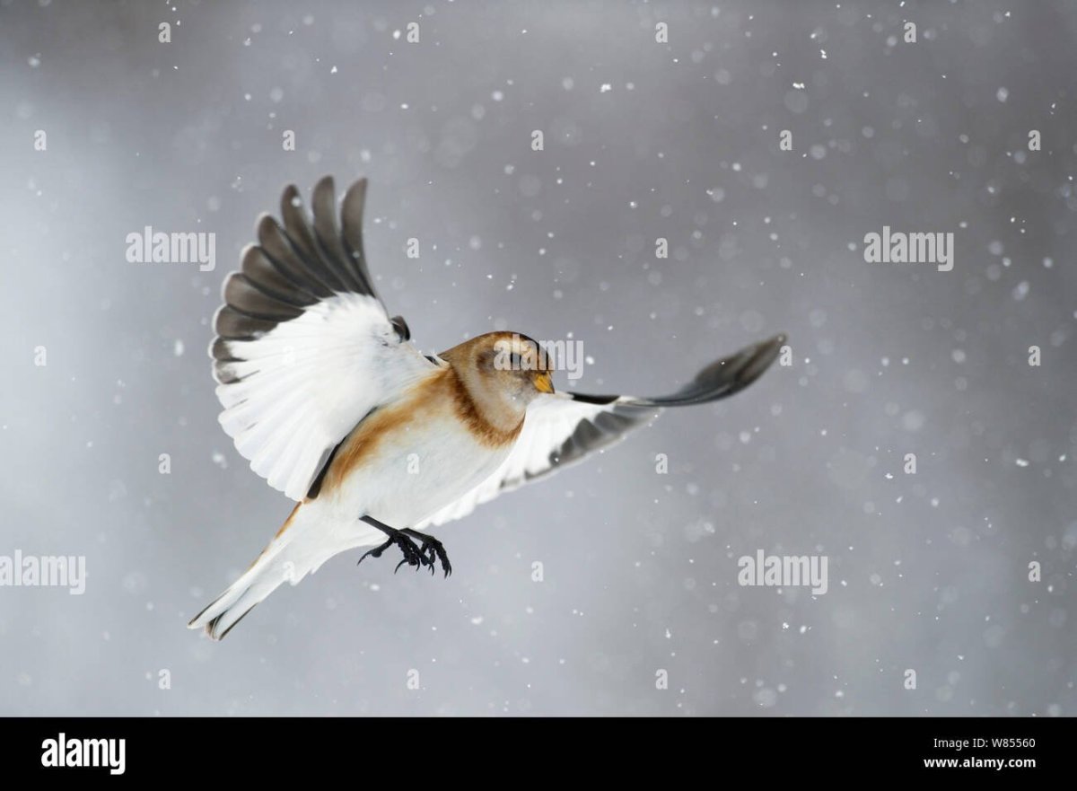 Воробей летит