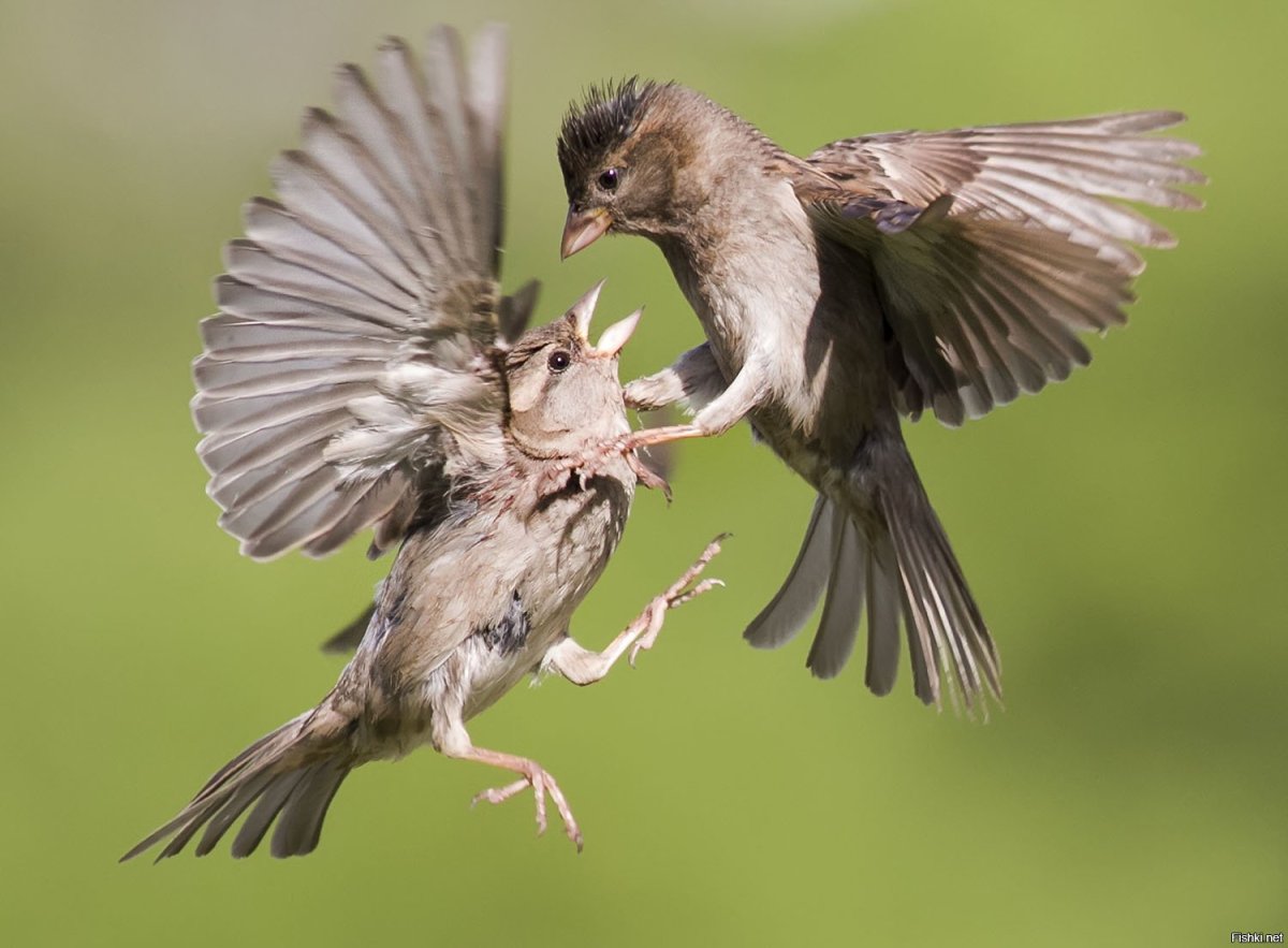 Птицы дерутся