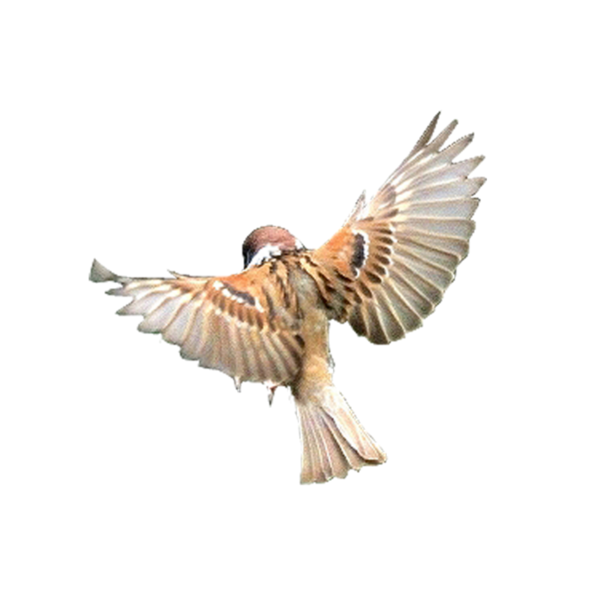 Сердце воробья