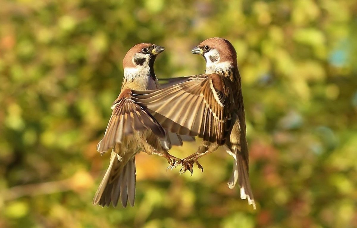 Воробей на белом фоне