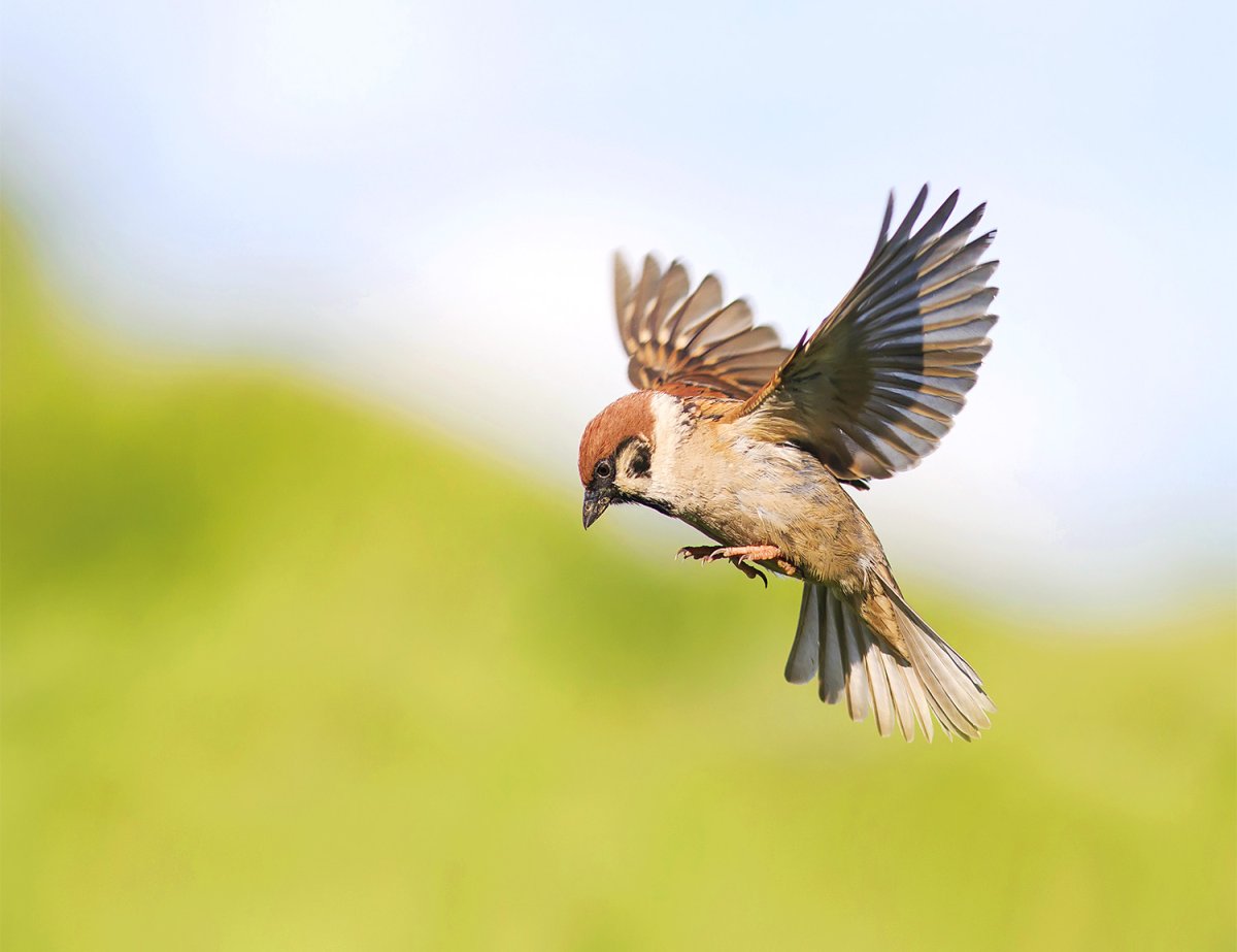 Воробей с расправленными крыльями