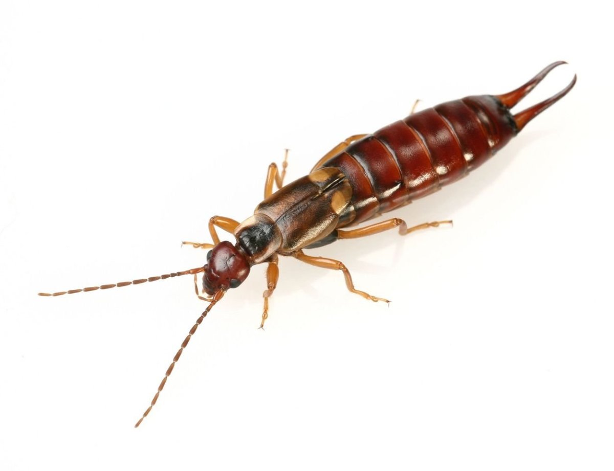 Кузнечик Markia hystrix