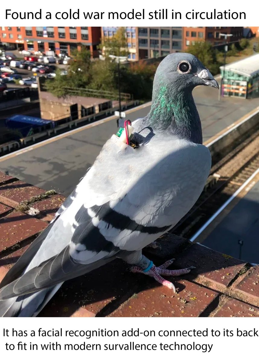 Польские почтовые голуби