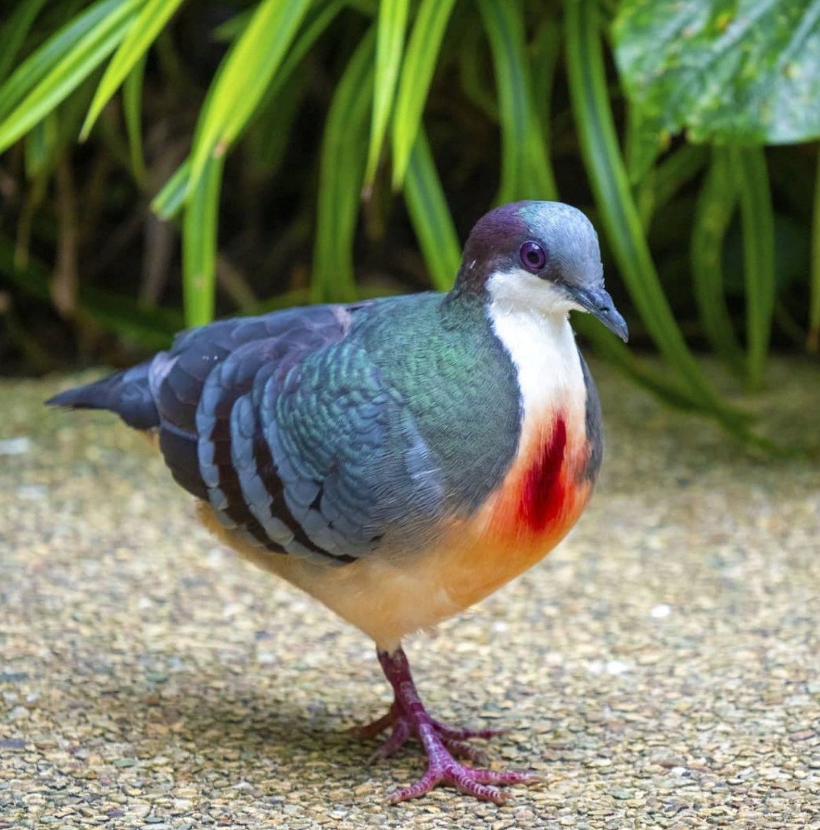 Лусонский кровавогрудый голубь