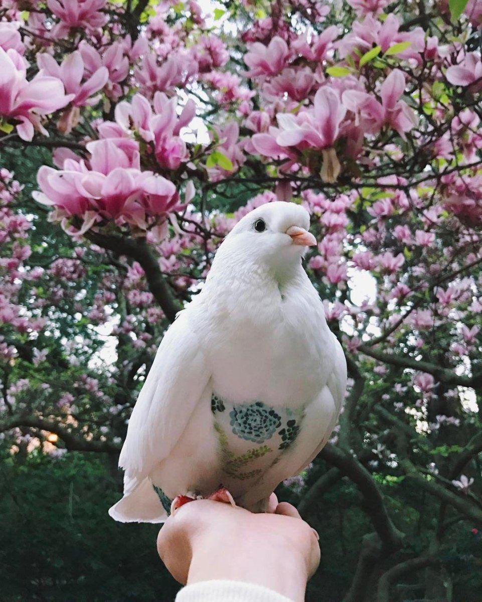 Голуби весной