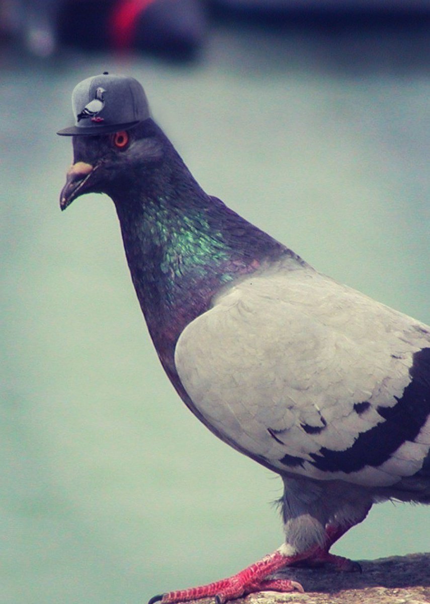 Рома голубь