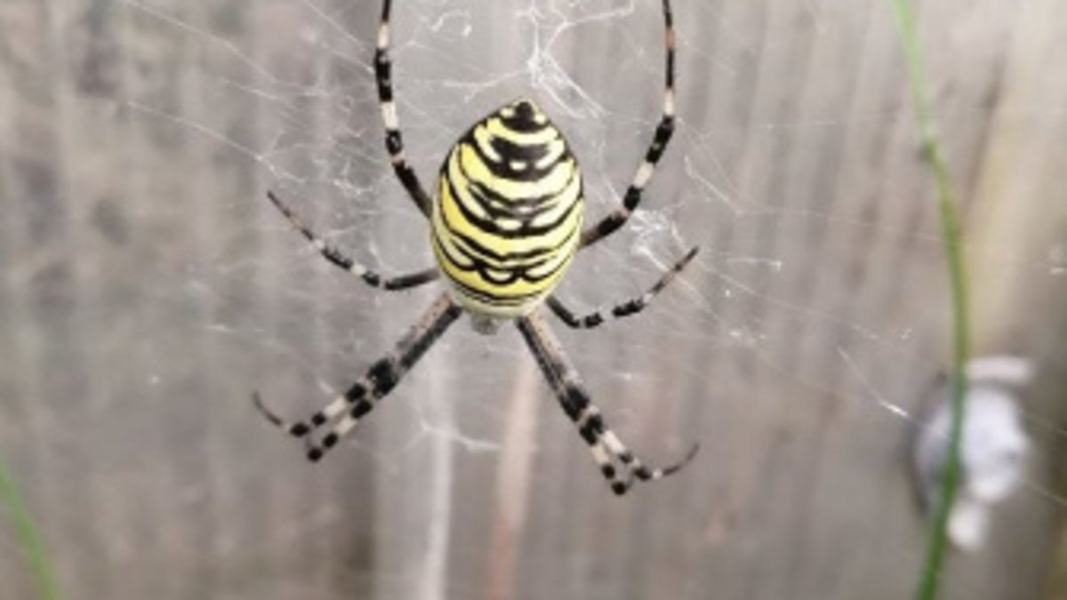 Ядовитые пауки в башкирии