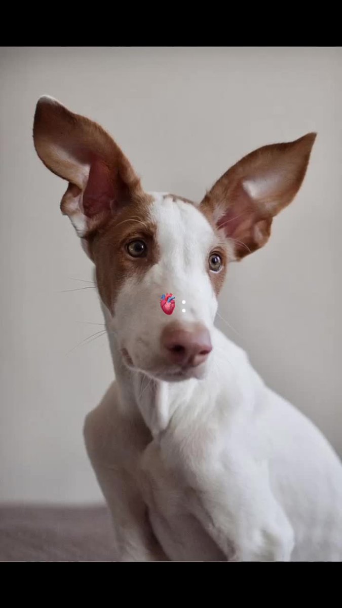 Поденко ибиценко альбинос