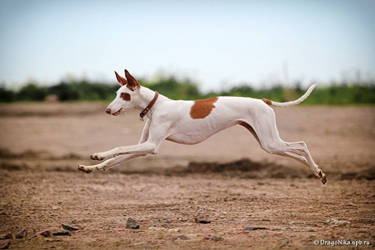 Ивисская борзая Поденко ибиценко