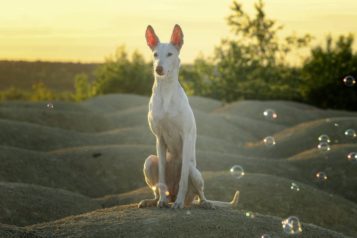 Поденко ибиценко