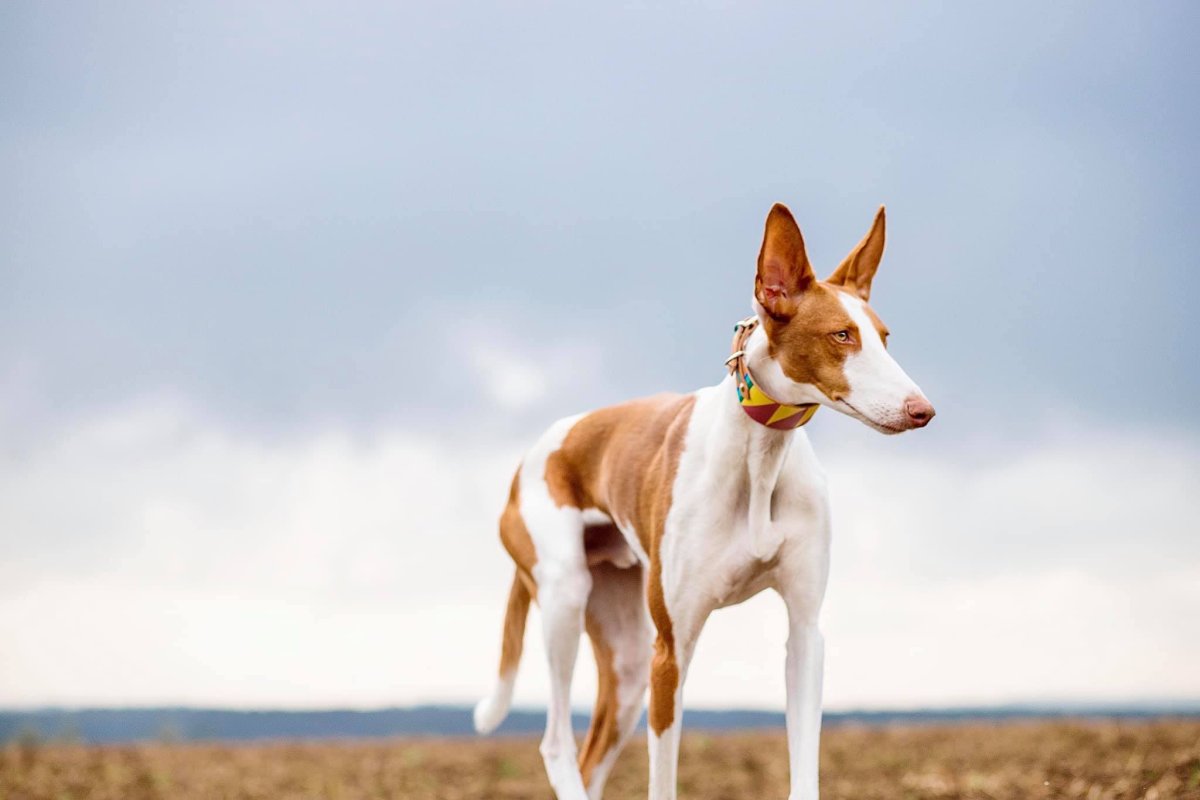 Поденко ибиценко