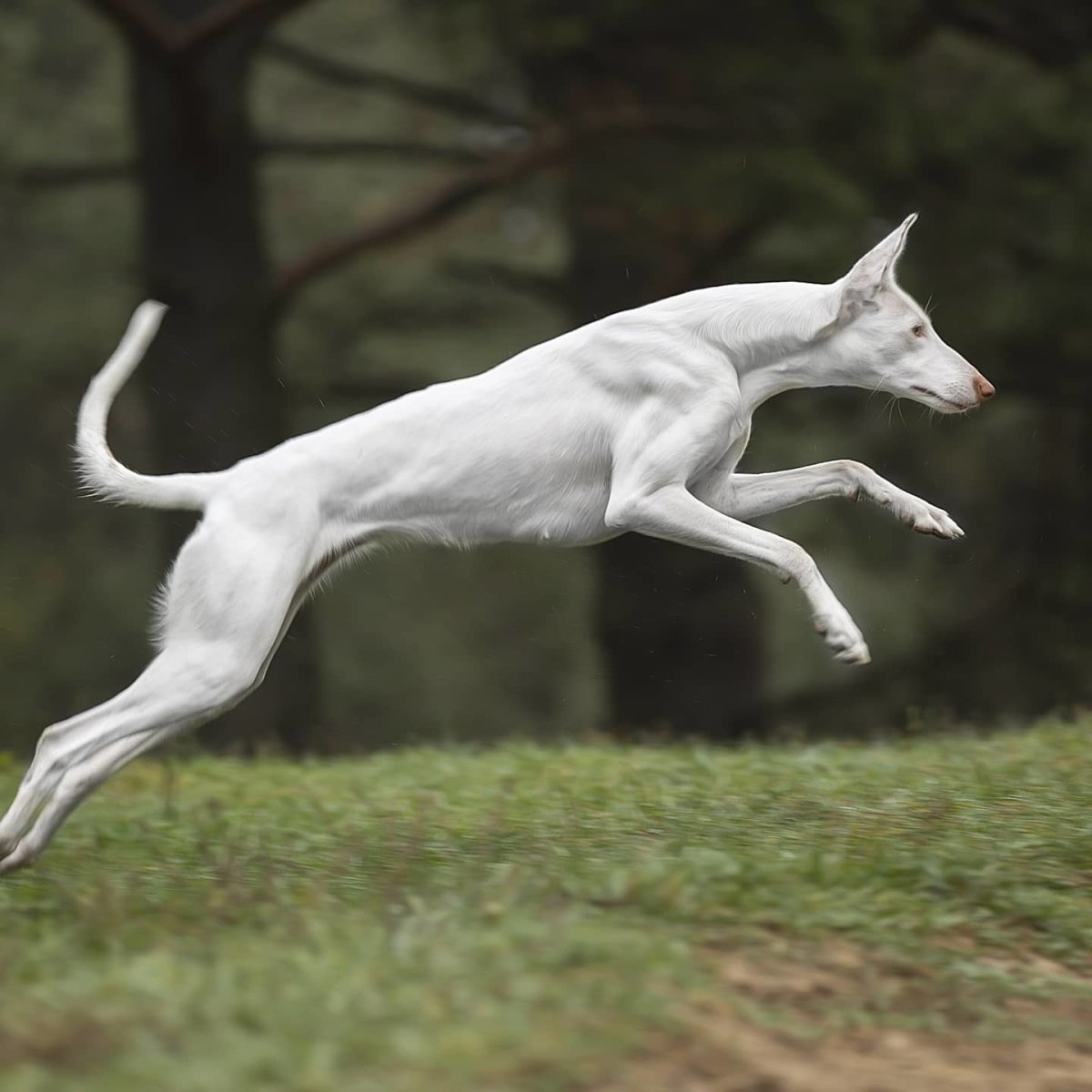 Поденко ибиценко мраморный