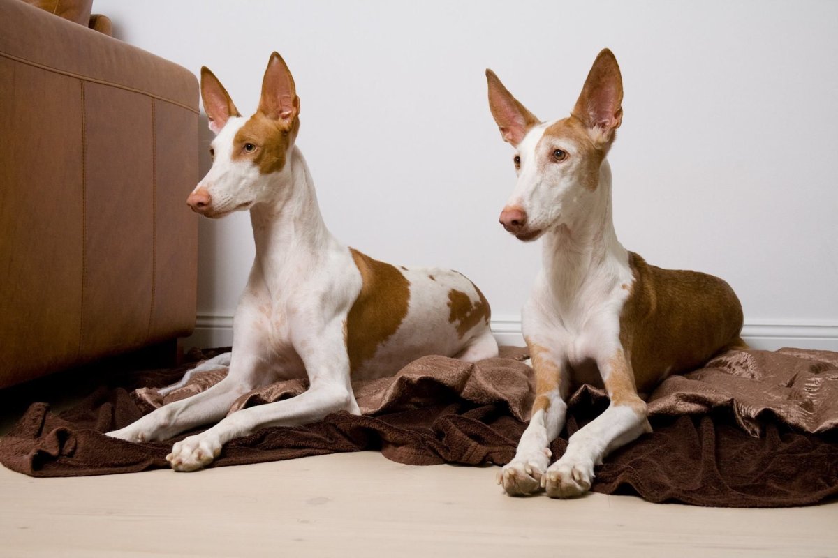 Поденко ибиценко прыгает