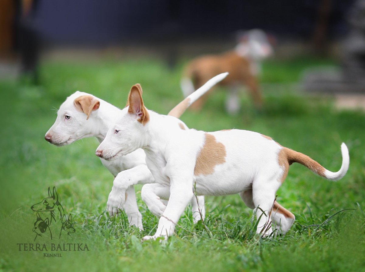 Ивисская борзая Поденко ибиценко